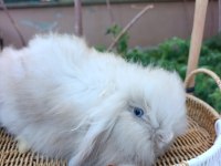 Hollanda teddy lop tavşanı yavrular