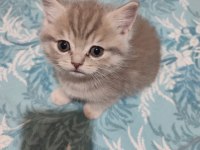 BRİTİSH SHORTHAİR MİNNAK YENİ YUVASINI BEKLİYOR