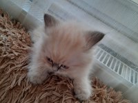 2,5 aylık yavru chinchilla kediler