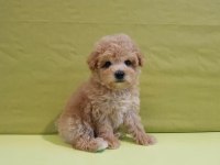EFSANE MALTİPOO YAVRULARI