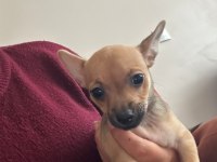 0 numara minyatür pinscher