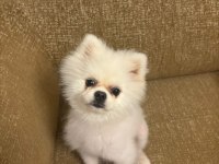Acil 10 Aylık Pomeranian