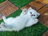 Masmavi boncuk gibi british shorthair yavrular