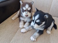 SAFKAN A KALİTE TAM MASKE MAVİGÖZ HUSKY YAVRULAR