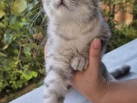 SCOTTISH FOLD TABBY DİŞİ