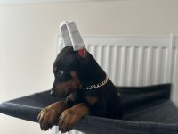 Estetikli veya estetiksiz doberman bebekleri