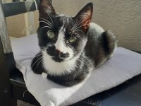 2 aylık yavru smokin tuxedo cinsi annesi öldü yuva olun