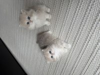 2 erkek yavru british longhair