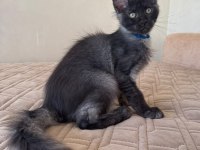 Maine coon erkek Ns WCF