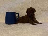Toy mini Poodle bebeklerimiz