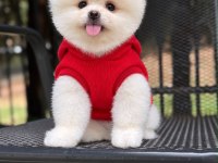 Dişi ve Erkek 2.5 Aylık Pomeranian
