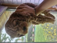 A Kalite F2 Maltipoo Erkek Yavrular