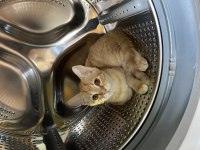 Adana içi acil sahiplendirme british shorthair melezi