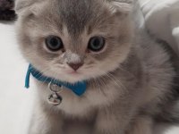 Scottish fold