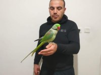 Özel Tür Alexander Papağanı İsteyenlere