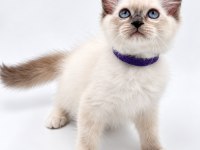 Yavru Ragdoll Kedilerimiz