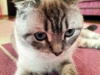 Scottish Fold 1.5 Yaşında
