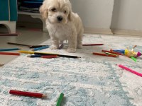 Orjinal Maltese Terrier Yavrularımız