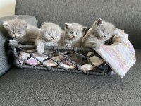 Gri British Shorthair yavrular