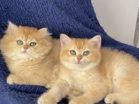 British golden ny 12 ve black golden