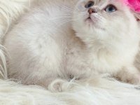 British Shorthair Kedisi