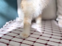Scottish Straight Golden Ny12 Erkek Yavru
