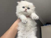 British Longhair Erkek