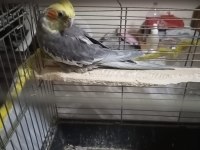 4 aylık sultan papağanı sahiplendirme