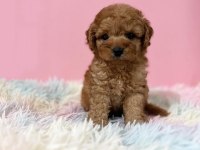 IRK GARANTİLİ TOY POODLE YAVRULARI