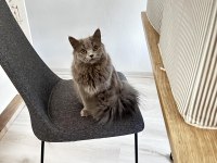 8 Aylık British longhair yavru