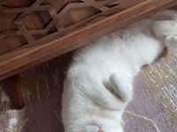 1 yaşında dişi van kedisi