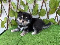 SPİTZ POMERANİAN