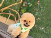 Teacup Oranj Pomeranian Boo Miniğimiz