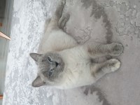 Yetişkin British Shorthair