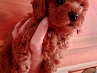 Çok Tatlı Korekan Dişi Poodle Yavrusu