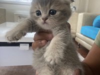 Safkan scottish fold
