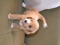 2 aylık teslime hazır 3 erkek 3 dişi maltipoo