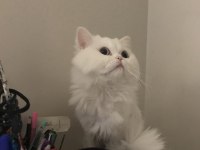 Chinchilla Kedim