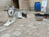 ANNE ALTINDA HUSKY YAVRULARİ YER ALANYA MAHMUTLAR