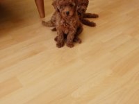 Akıl küpü toy poodle bebeklerimiz
