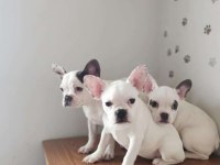 French bulldog ırk ve sağlıklı