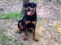 Orijinal Rottweiler