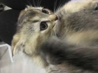 Scottish fold acil