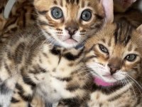 OZYFELINES Seçkin Bengal Yavruları