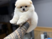 Tedy Bear Pomeranian Pupy