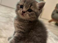 6 haftalık dişi british shorthair
