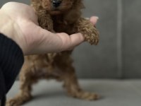 Dişi teacup Kore poodle