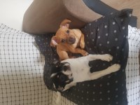 3.5 aylık dişi minyatür pinscher