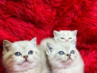 British shorthair yavru kedimiz yeni yuvasını arıyor