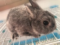 Hollanda Cüce Erkek Damızlık Chinchilla Renk Tavşan